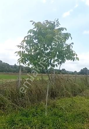 Adapazarı Örentepe Mahallesinde Satılık 891 M2 Tarla - Görsel 8