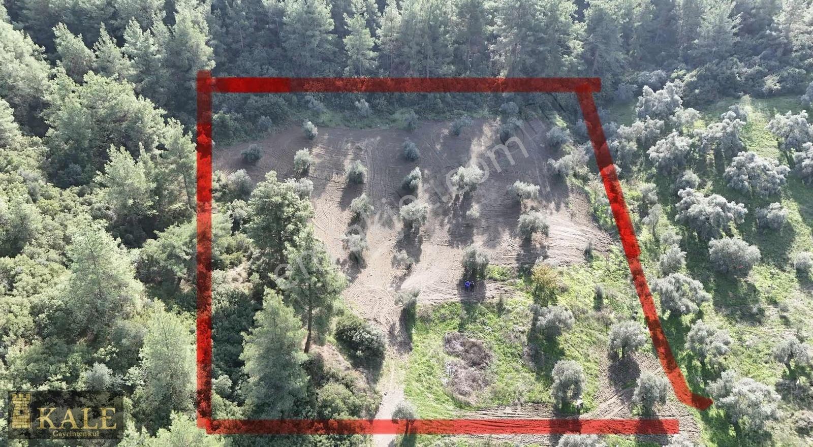 Kale'den Büyükkale'de Mükemmel Zeytinlik - Görsel 14