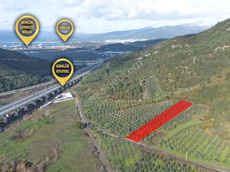 C21 Cius; Gemlik Mesire Alanı Yolu Üzerinde Asfalta Cepheli Zeytinlik