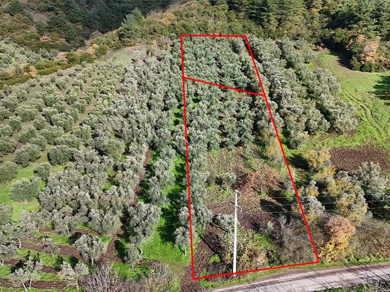 C21 Cius; Gemlik Mesire Alanı Yolu Üzerinde Asfalta Cepheli Zeytinlik - Görsel 2