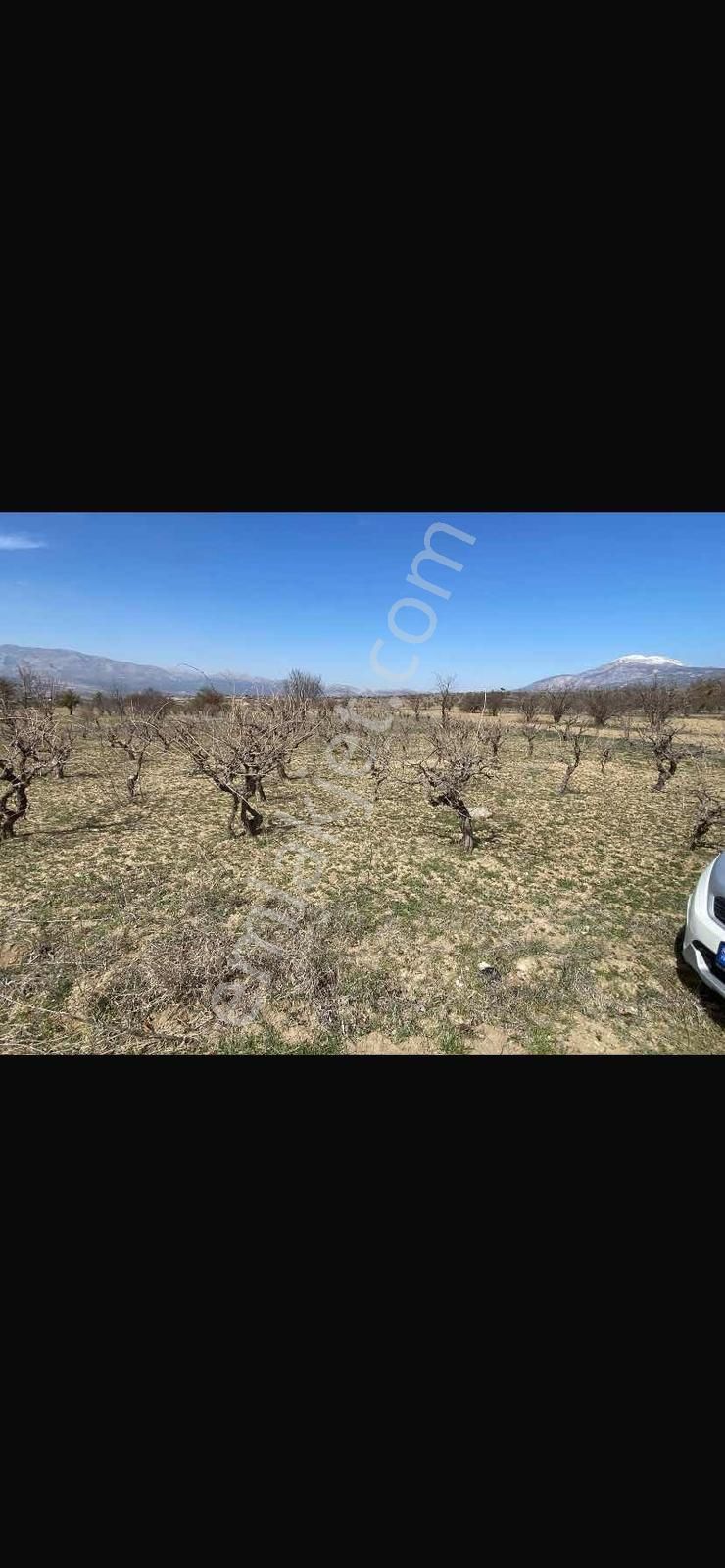 Uysal'dan Yüreğilde 3000m2 Yol Kenarı Bağ Ve Meyve Bahçesi