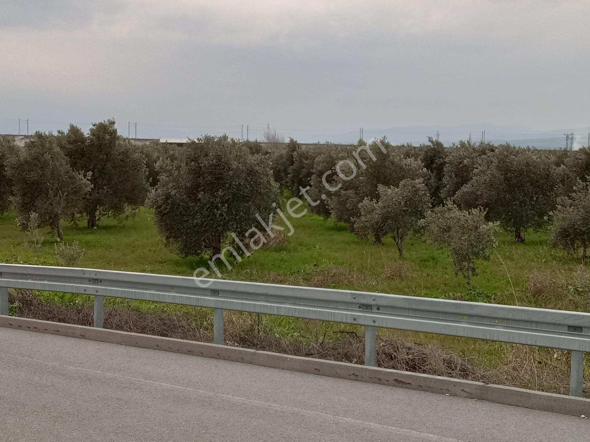 Manisa Akhisar Çevreyolu Kenarı Satılık Tarla - Görsel 25