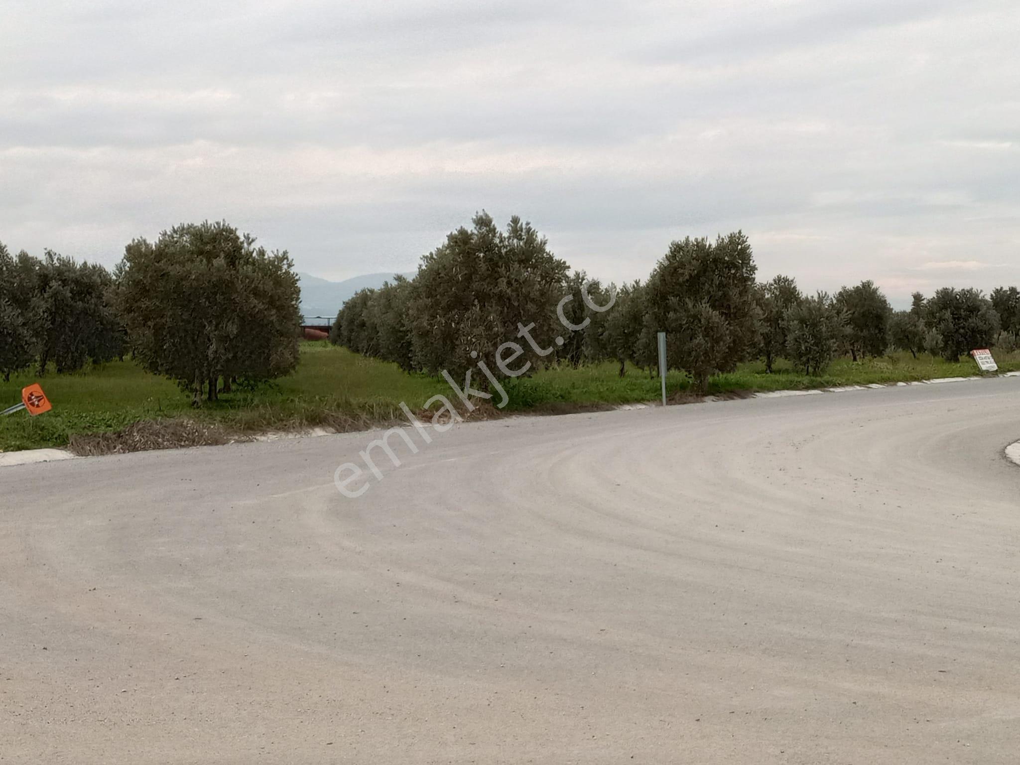 Manisa Akhisar Çevreyolu Kenarı Satılık Tarla - Görsel 18