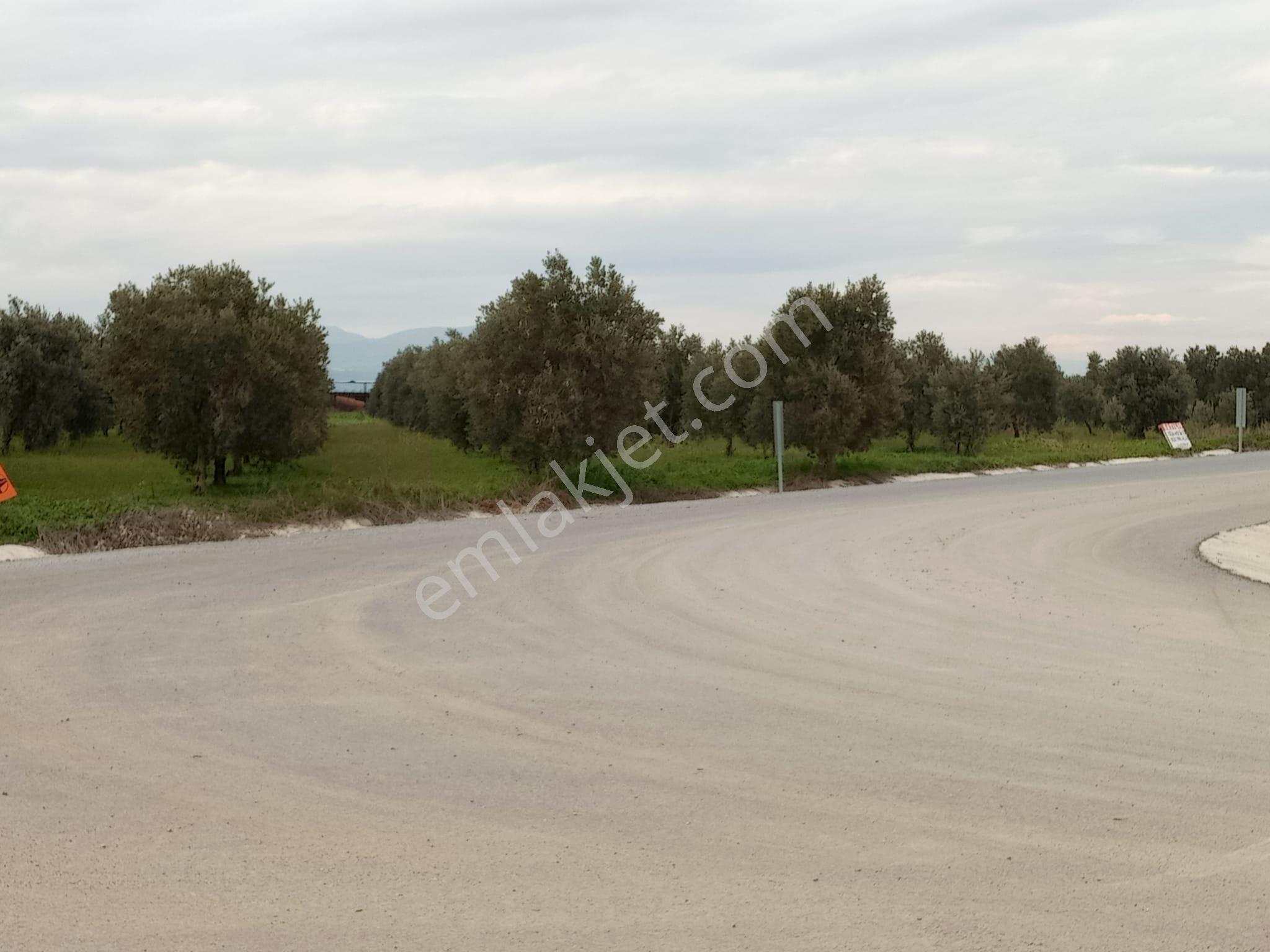 Manisa Akhisar Çevreyolu Kenarı Satılık Tarla - Görsel 17