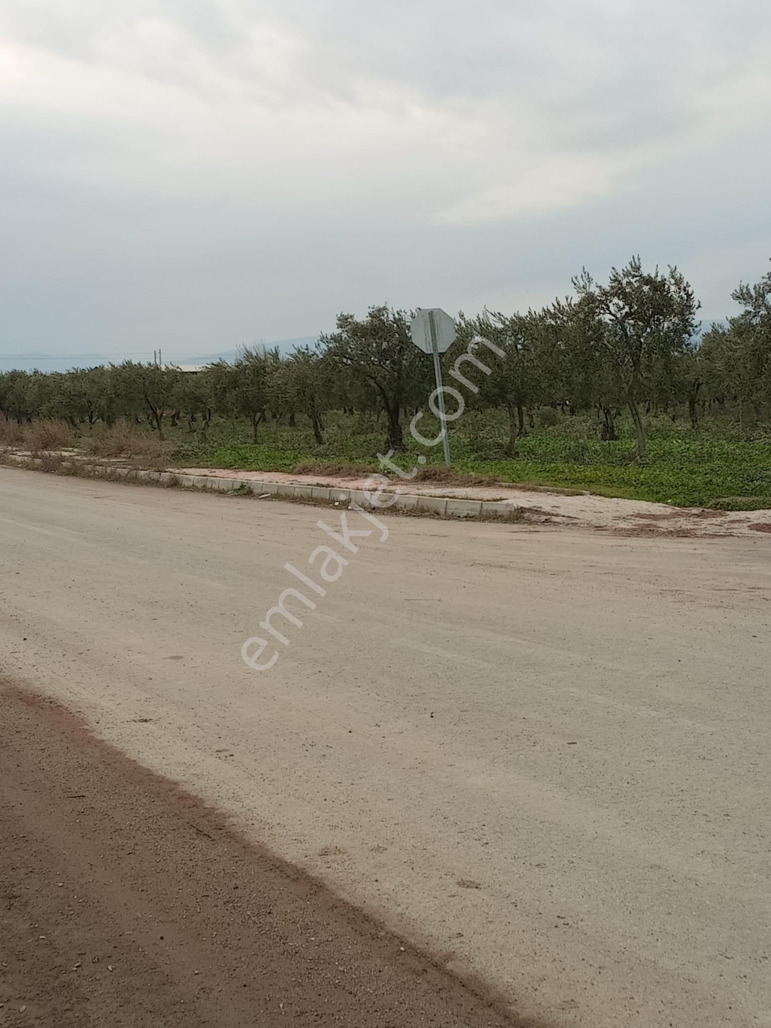 Manisa Akhisar Çevreyolu Kenarı Satılık Tarla - Görsel 19