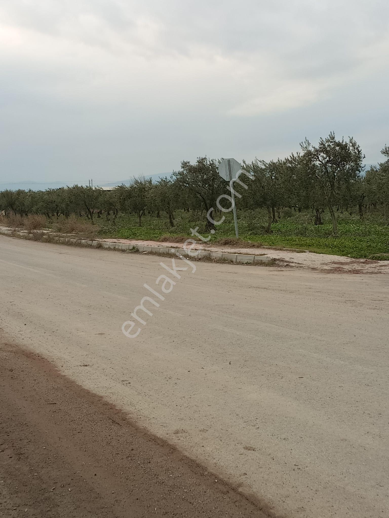Manisa Akhisar Çevreyolu Kenarı Satılık Tarla - Görsel 20