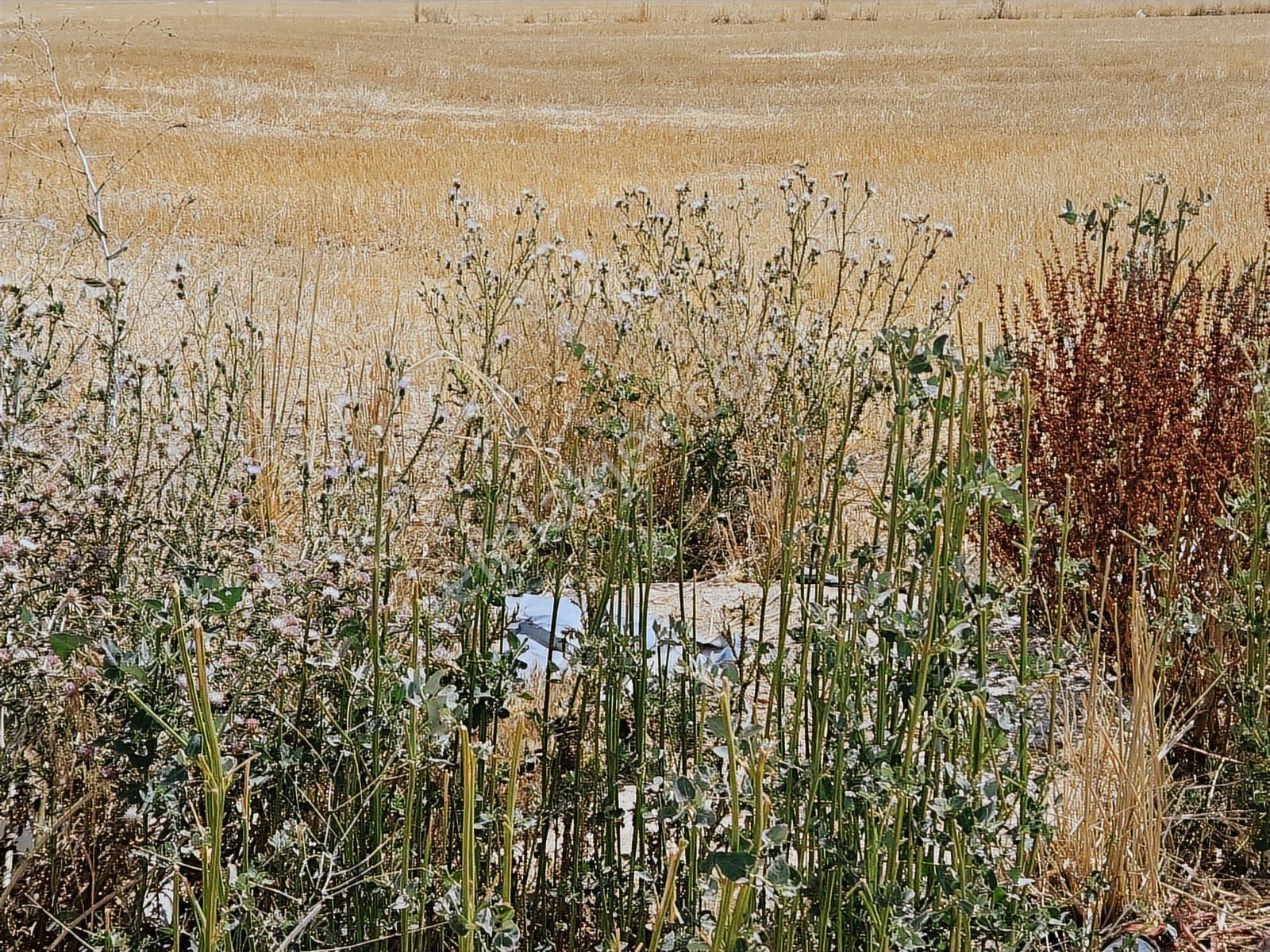 ️ Satılık 42.000 M² Tek Parça Tarla Merkeze Yakın, Su Kuyulu - Görsel 9