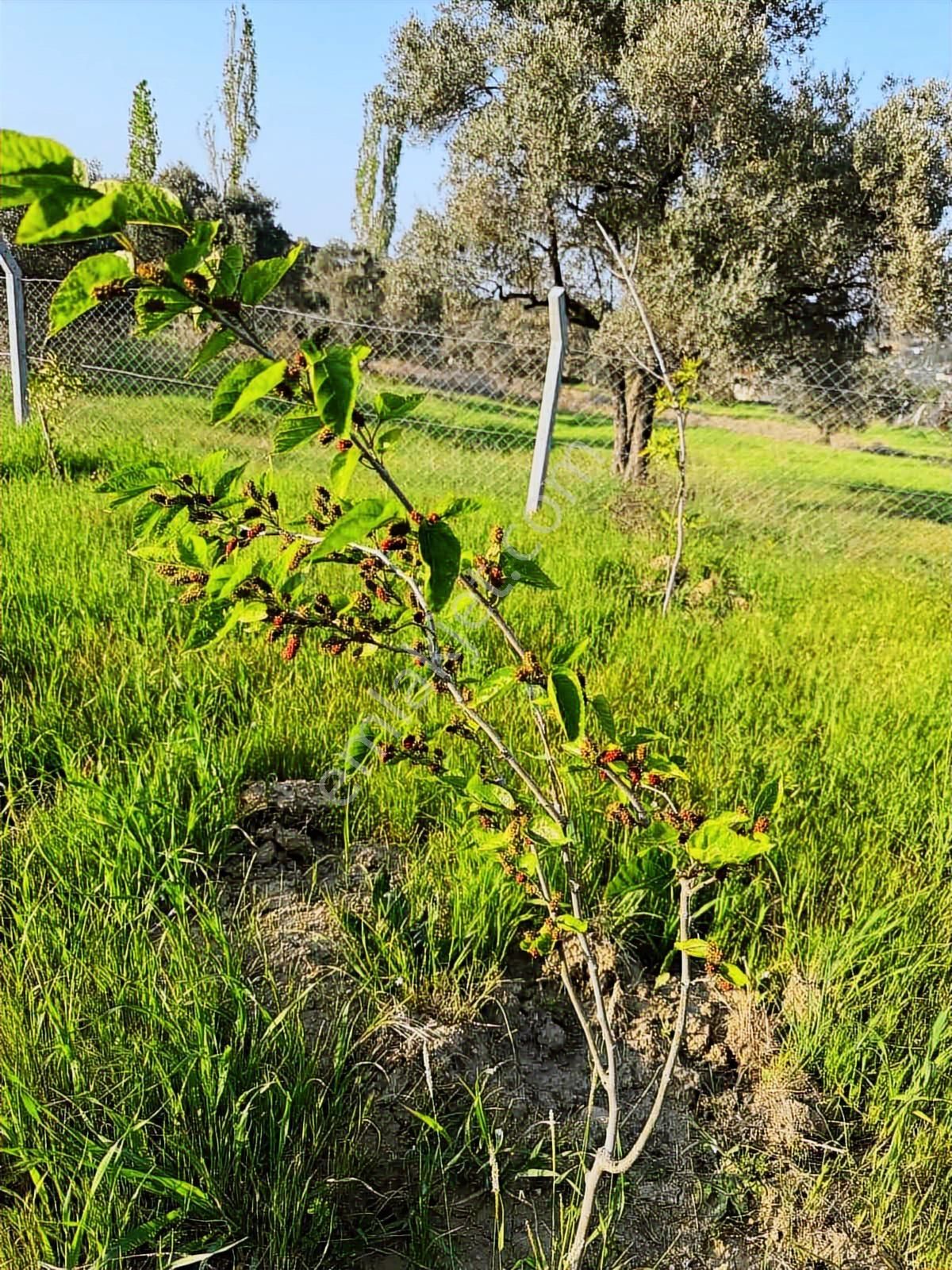 Kaçmaz Fırsat Müstakil Tapu - Görsel 28