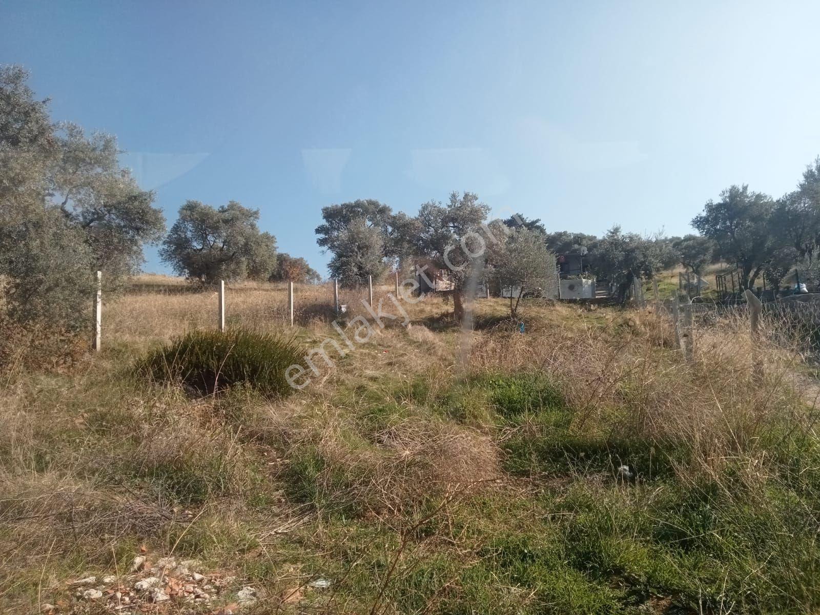 Kelebirin Kelebiri Son - Görsel 2