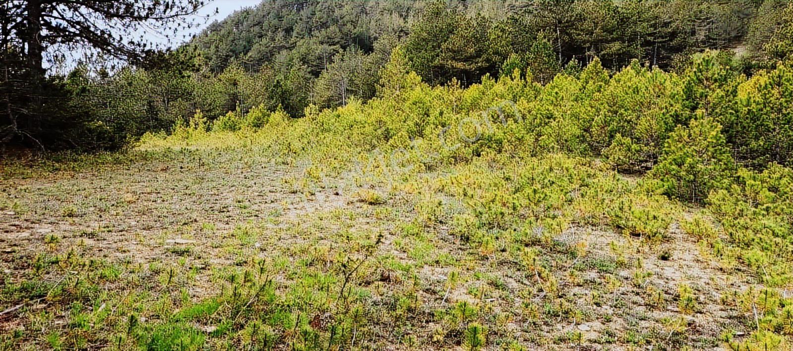 Göynük Arıkçayırı Köyünde Satılık Arsa - Görsel 3