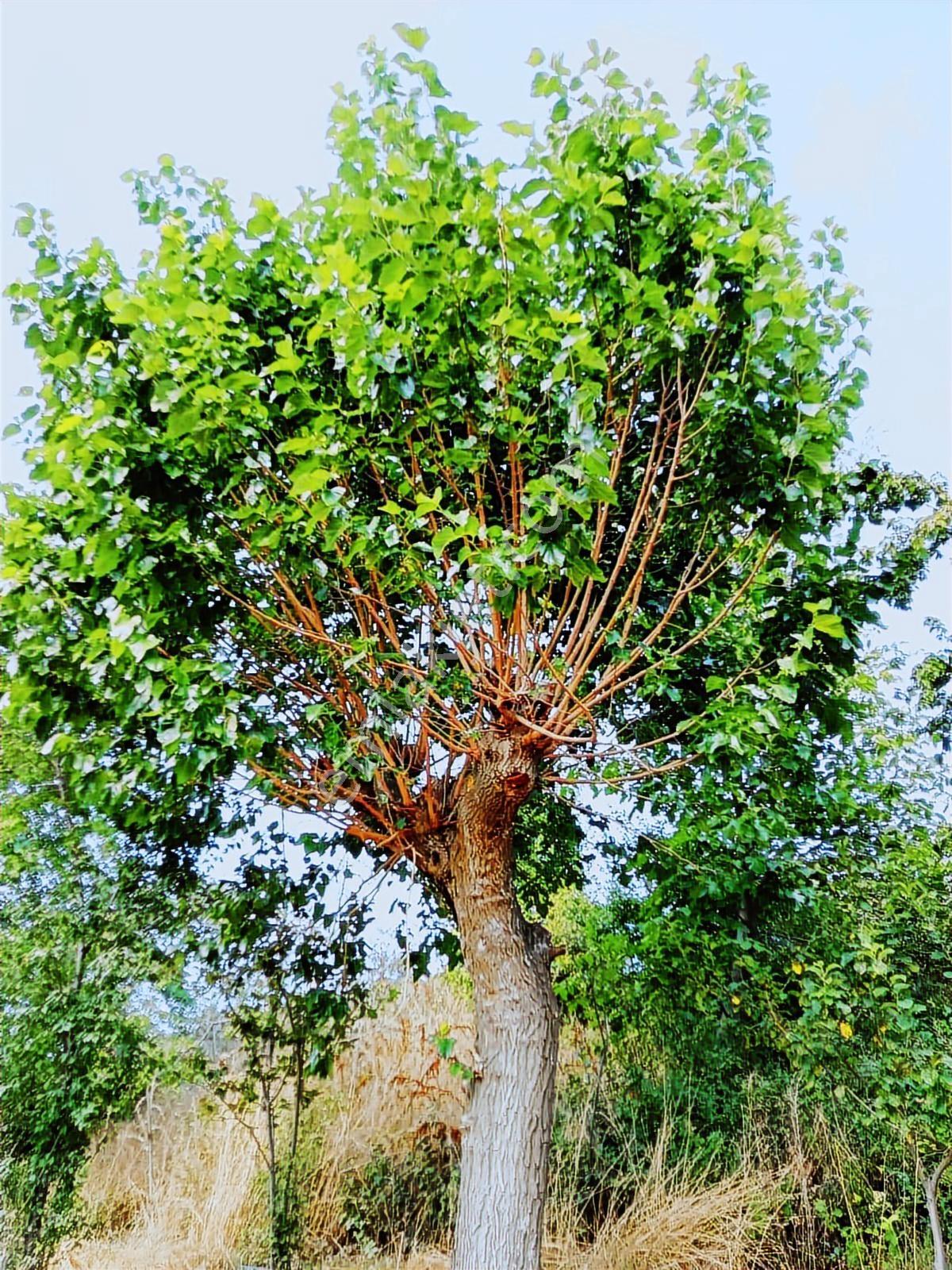 Başmakçı Çığrı Da Satılık İmarlı Arsa Ve Ev - Görsel 27