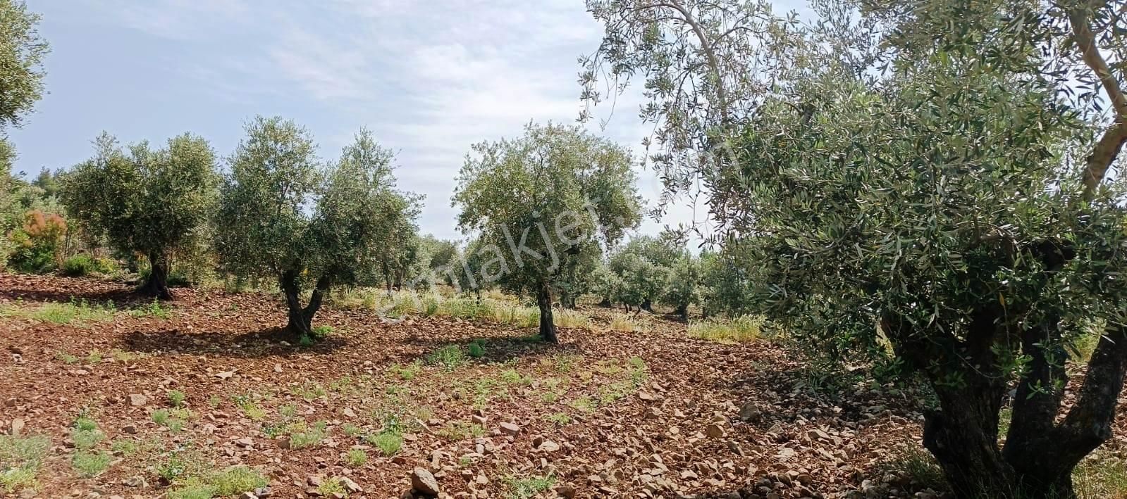 Islahiye Alaca Da Tek Tapu Bakımlı Zeytinlik - Görsel 7