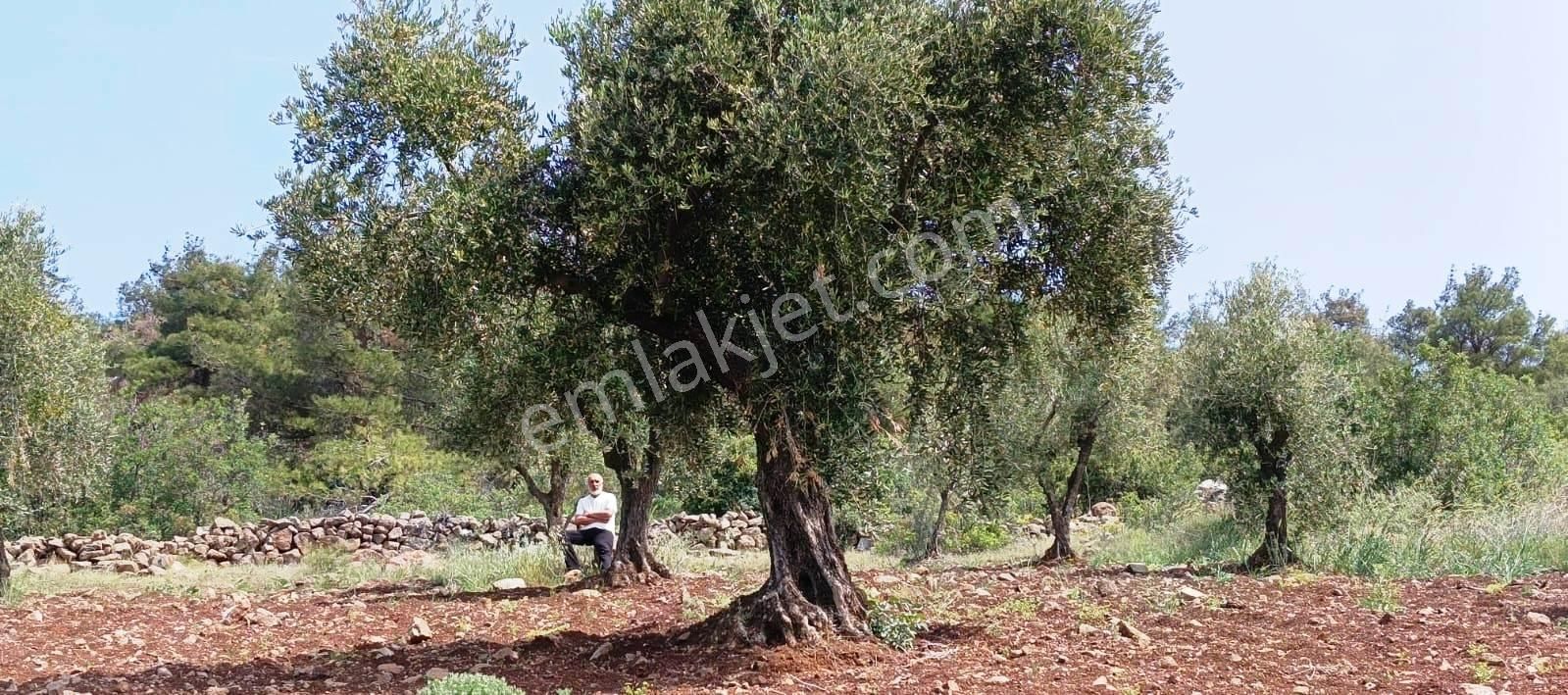 Islahiye Alaca Da Tek Tapu Bakımlı Zeytinlik - Görsel 18