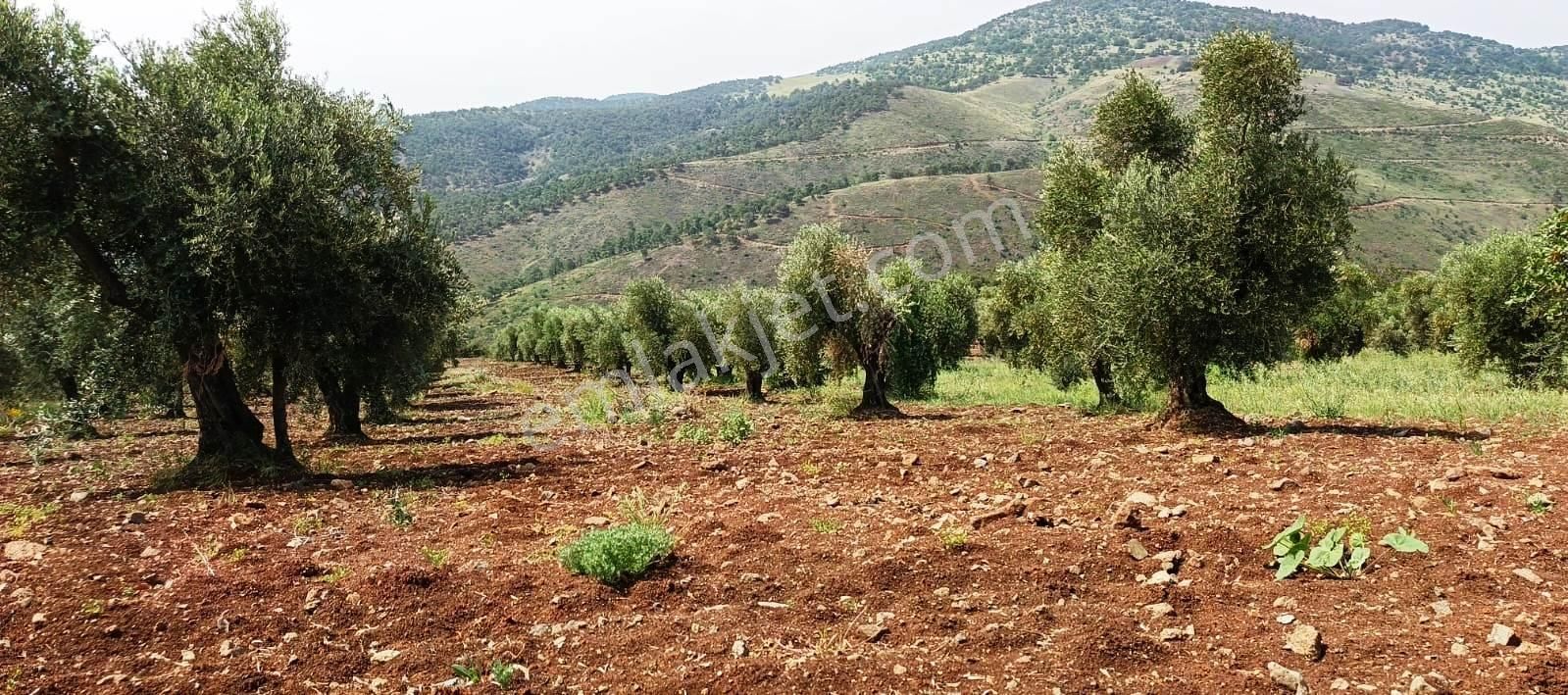 Islahiye Alaca Da Tek Tapu Bakımlı Zeytinlik - Görsel 3