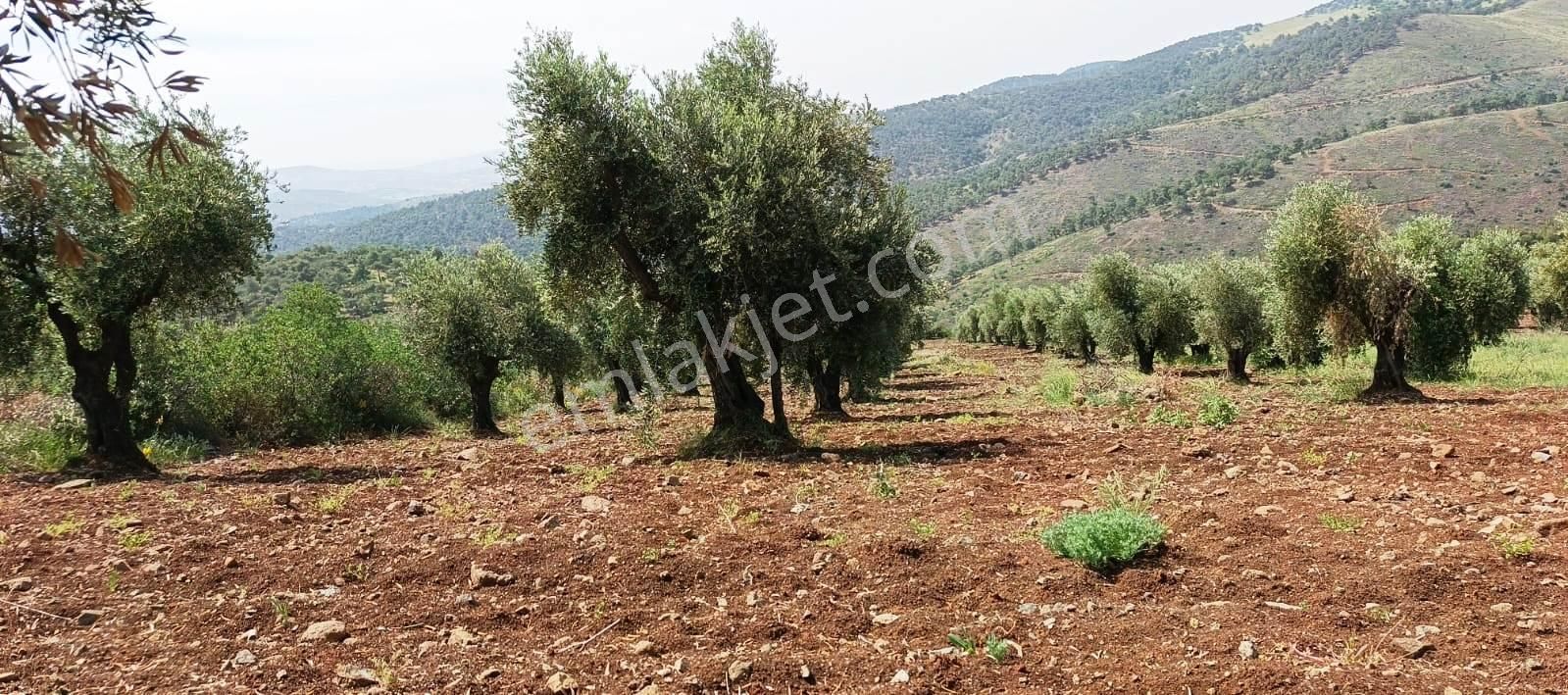 Islahiye Alaca Da Tek Tapu Bakımlı Zeytinlik - Görsel 20