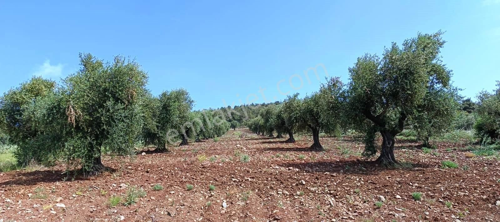 Islahiye Alaca Da Tek Tapu Bakımlı Zeytinlik - Görsel 8