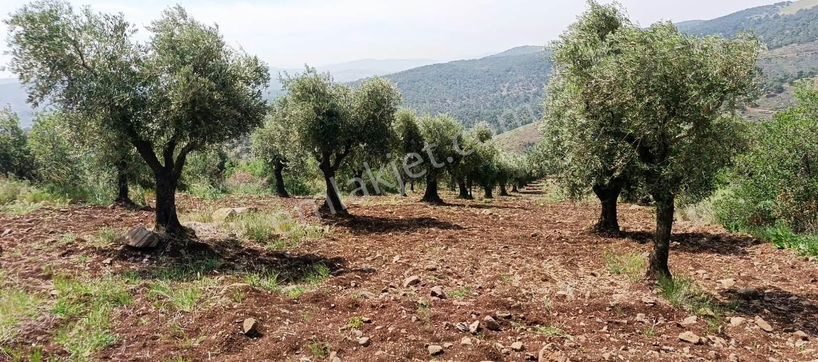 Islahiye Alaca Da Tek Tapu Bakımlı Zeytinlik - Görsel 10