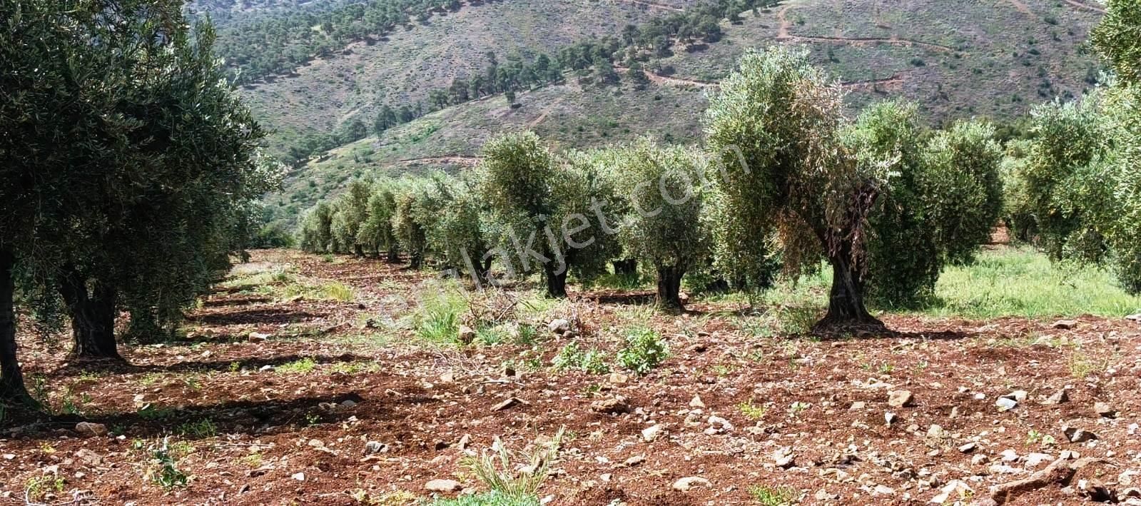Islahiye Alaca Da Tek Tapu Bakımlı Zeytinlik - Görsel 21