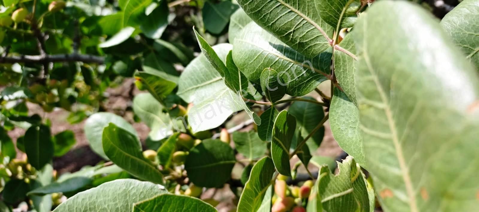 Islahiye Alaca Da Tek Tapu Bakımlı Zeytinlik - Görsel 16