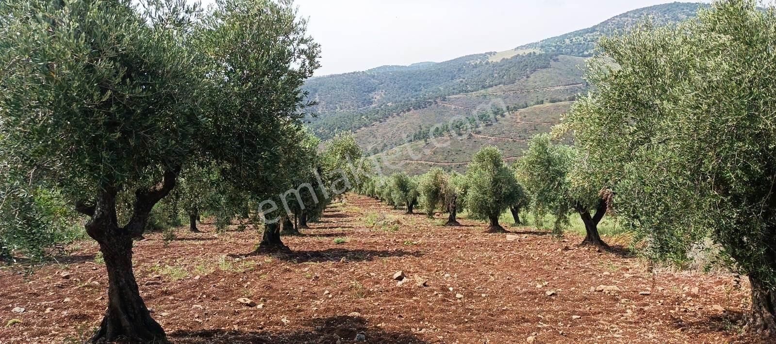 Islahiye Alaca Da Tek Tapu Bakımlı Zeytinlik - Görsel 2