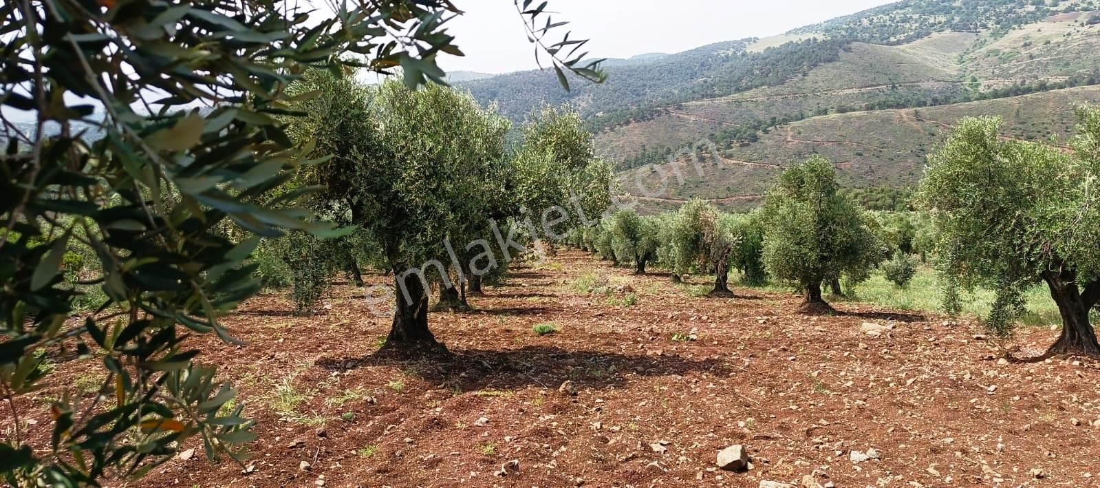 Islahiye Alaca Da Tek Tapu Bakımlı Zeytinlik - Görsel 14