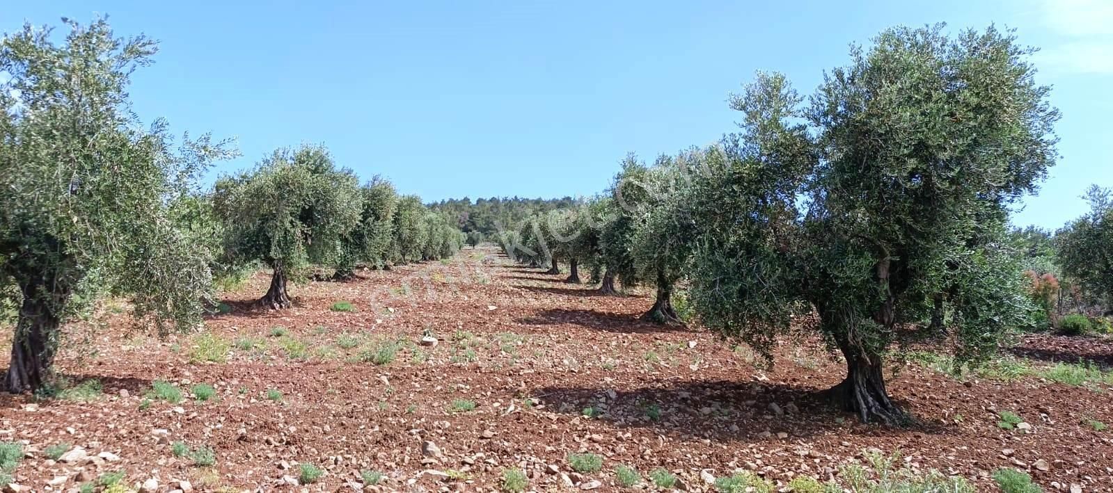 Islahiye Alaca Da Tek Tapu Bakımlı Zeytinlik - Görsel 23