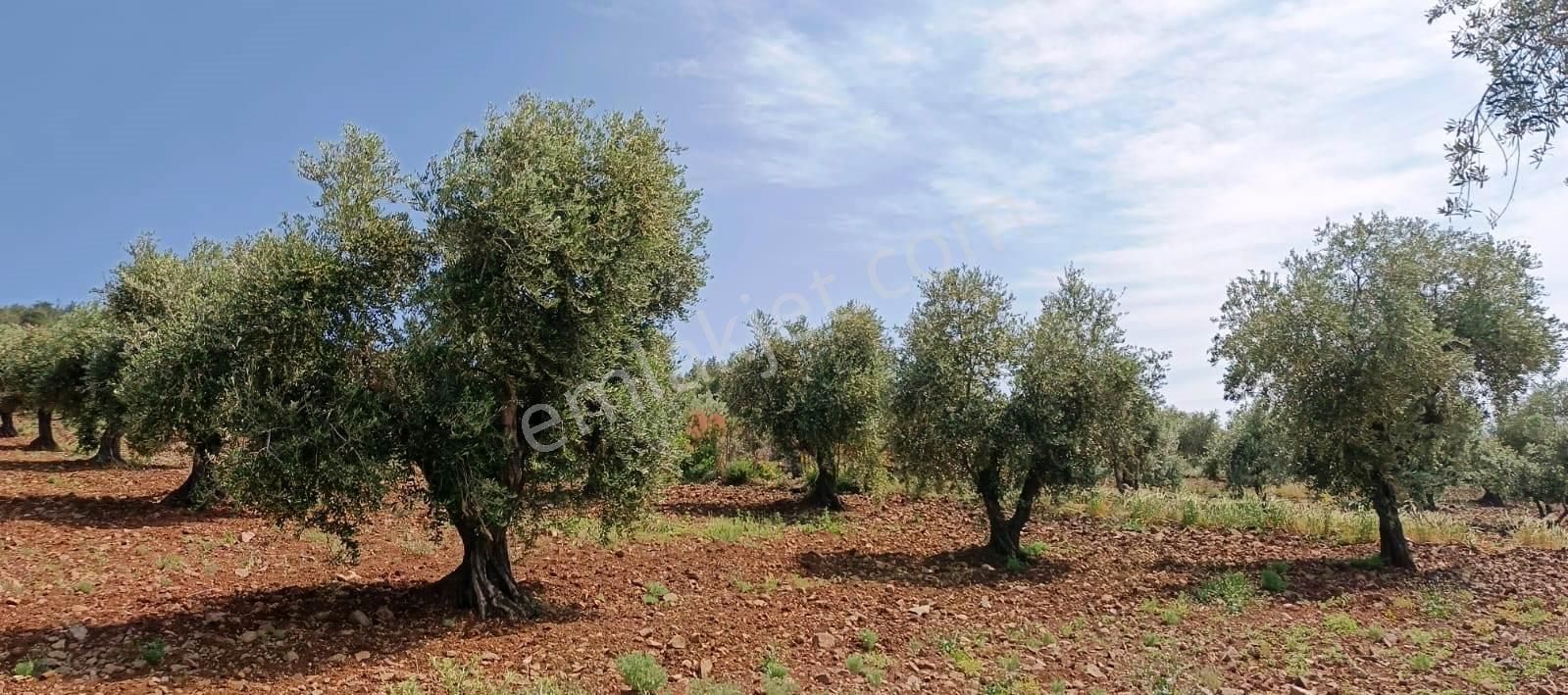 Islahiye Alaca Da Tek Tapu Bakımlı Zeytinlik - Görsel 4