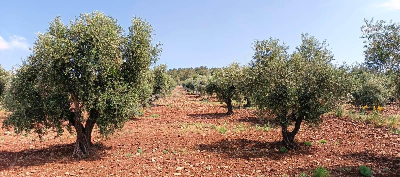 Islahiye Alaca Da Tek Tapu Bakımlı Zeytinlik