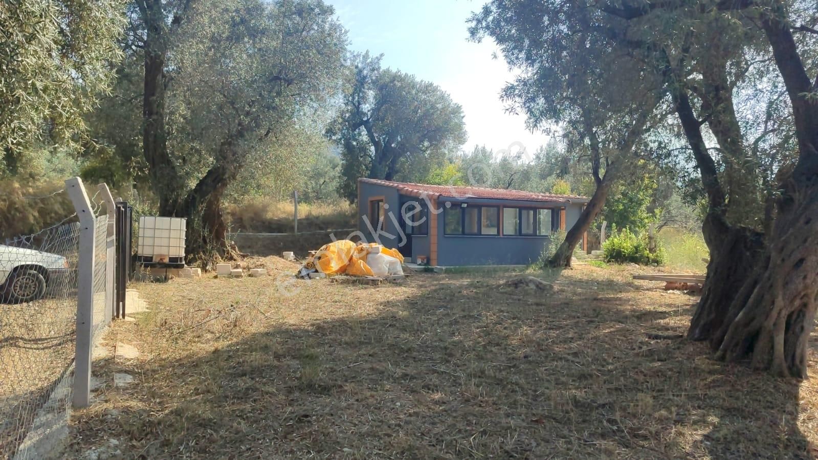 Expert'ten Bandırma Edincik'te Satılık 389 M² Zeytinlik