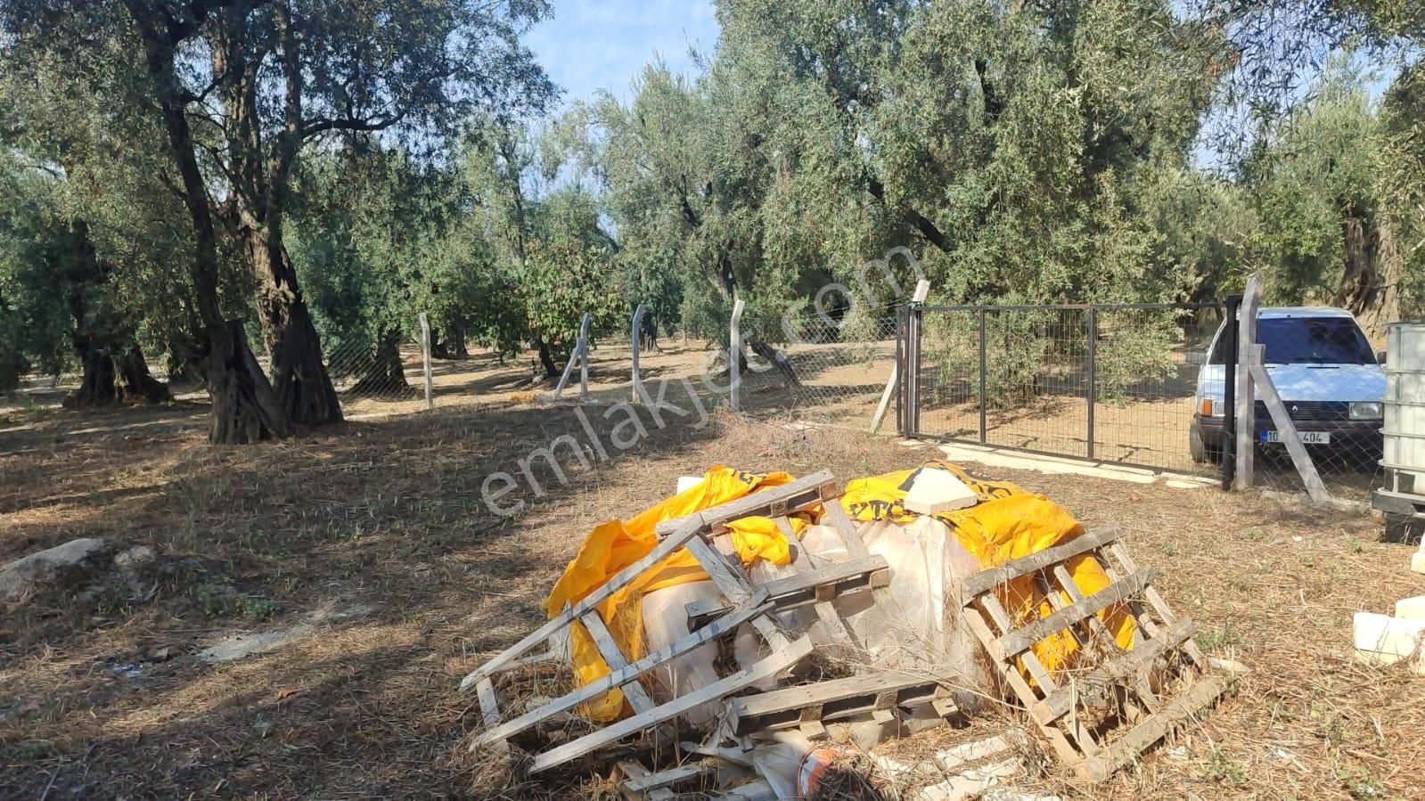 Expert'ten Bandırma Edincik'te Satılık 389 M² Zeytinlik - Görsel 2