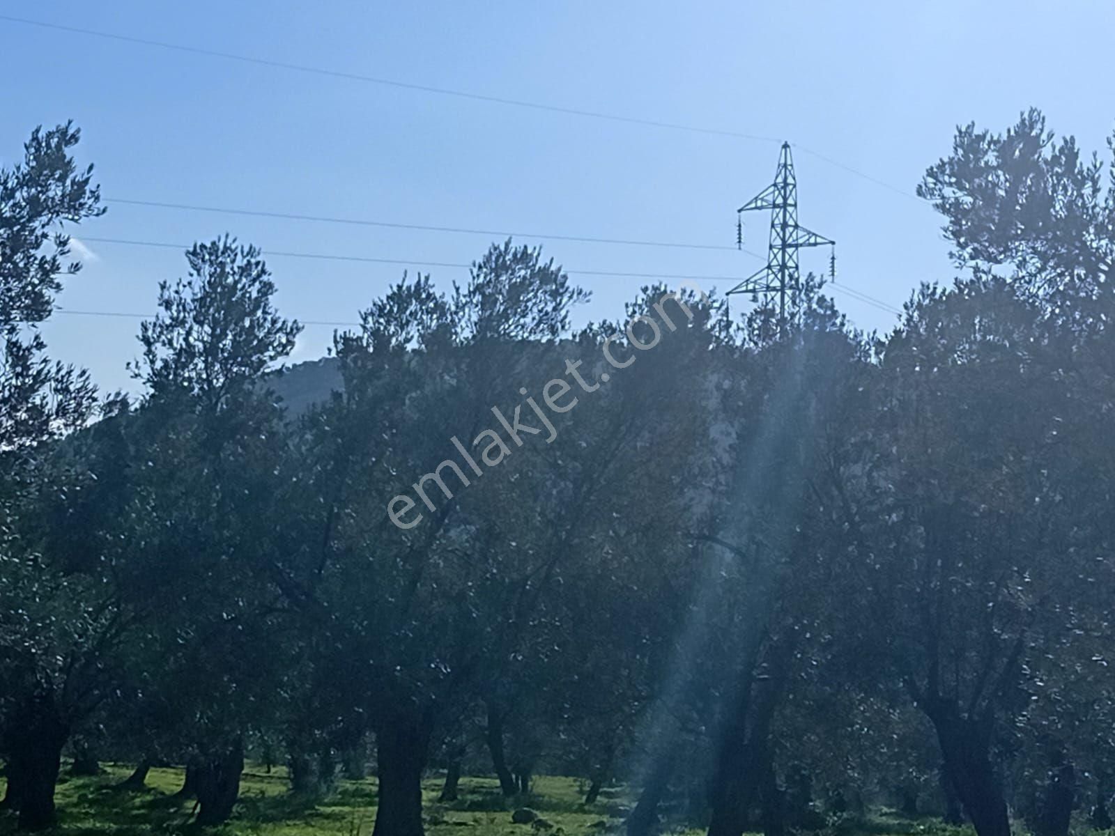 Balıkesir Gömeç Karaağaç 13 Dönüm Satılık Zeytinlik - Görsel 3
