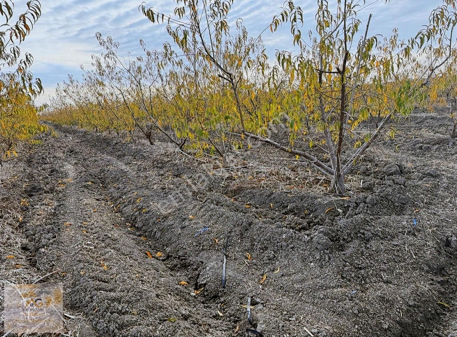 Mersin Tarsus Alifakı Mah.'de Satılık Şeftali Bahçesi - Görsel 8