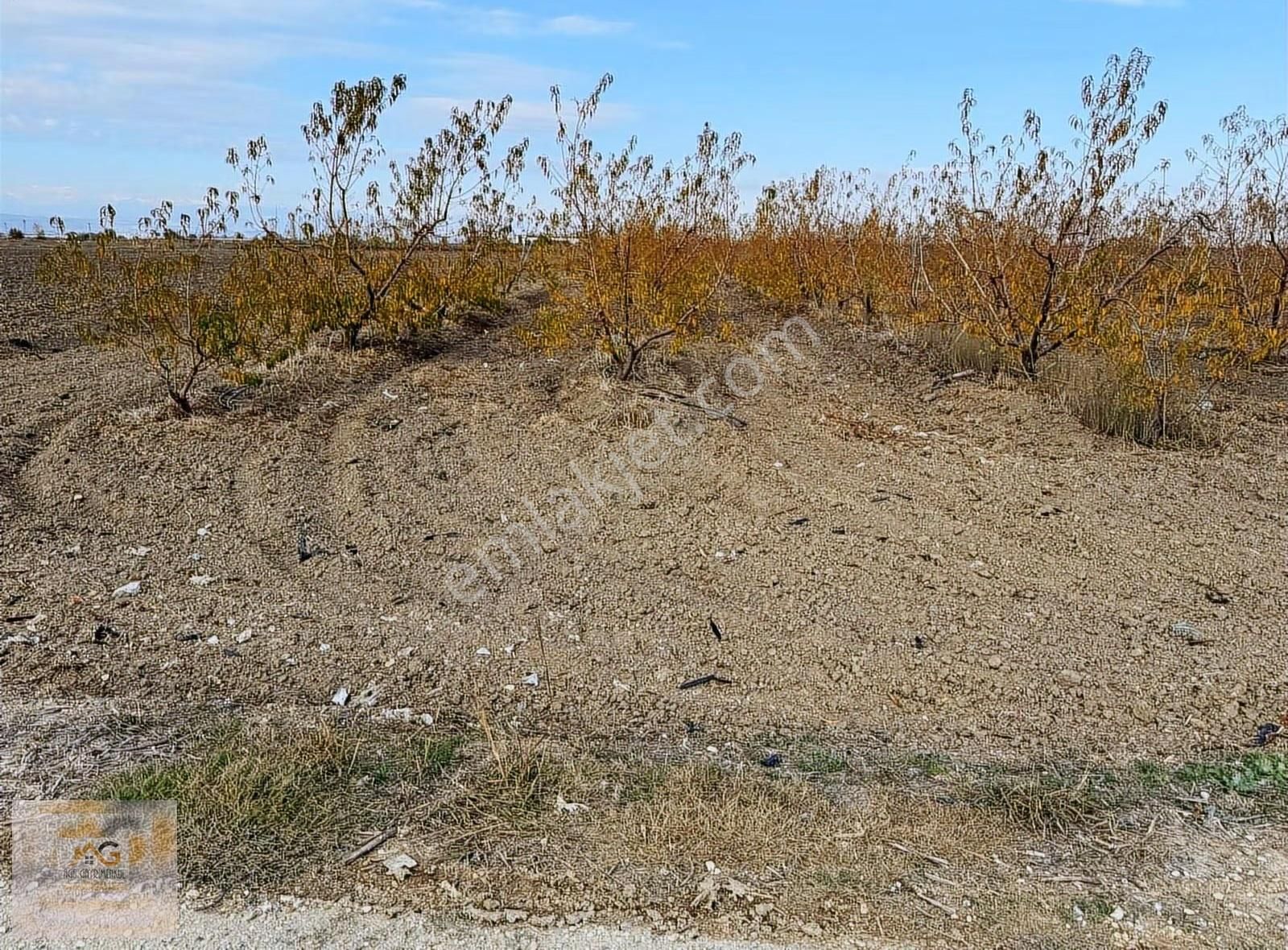 Mersin Tarsus Alifakı Mah.'de Satılık Şeftali Bahçesi - Görsel 14