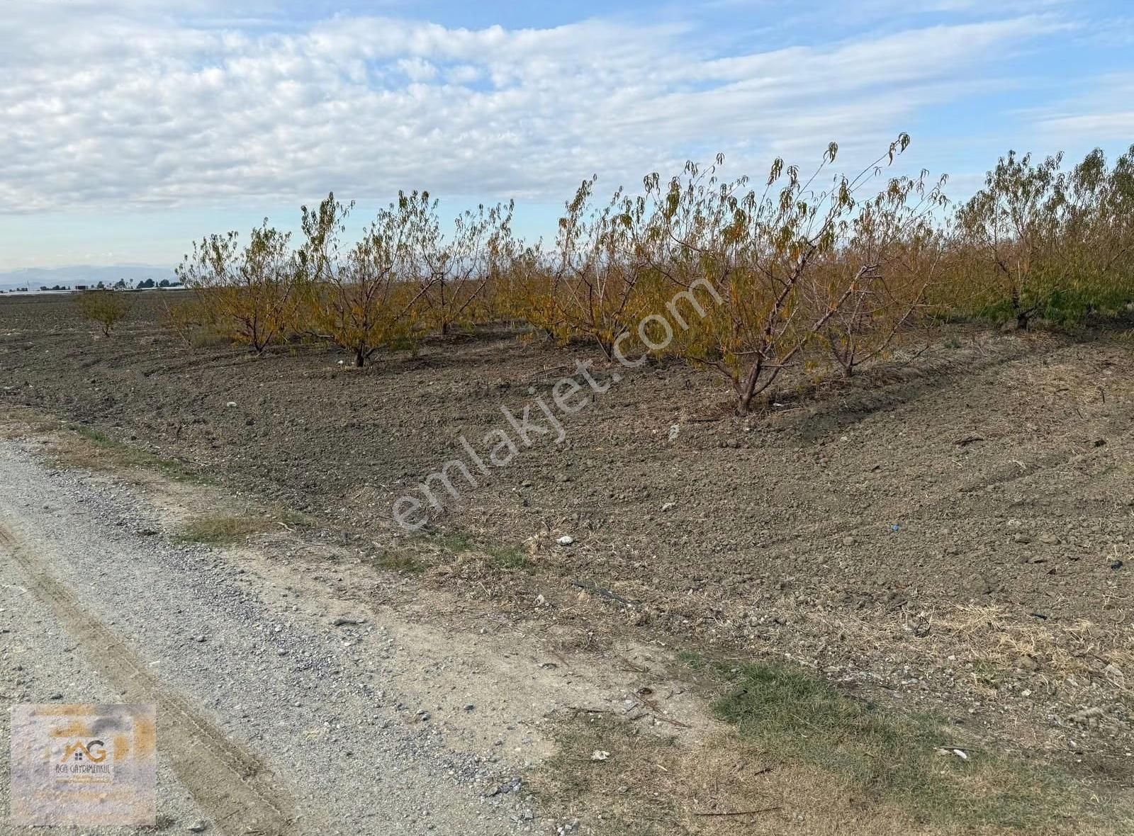 Mersin Tarsus Alifakı Mah.'de Satılık Şeftali Bahçesi - Görsel 5
