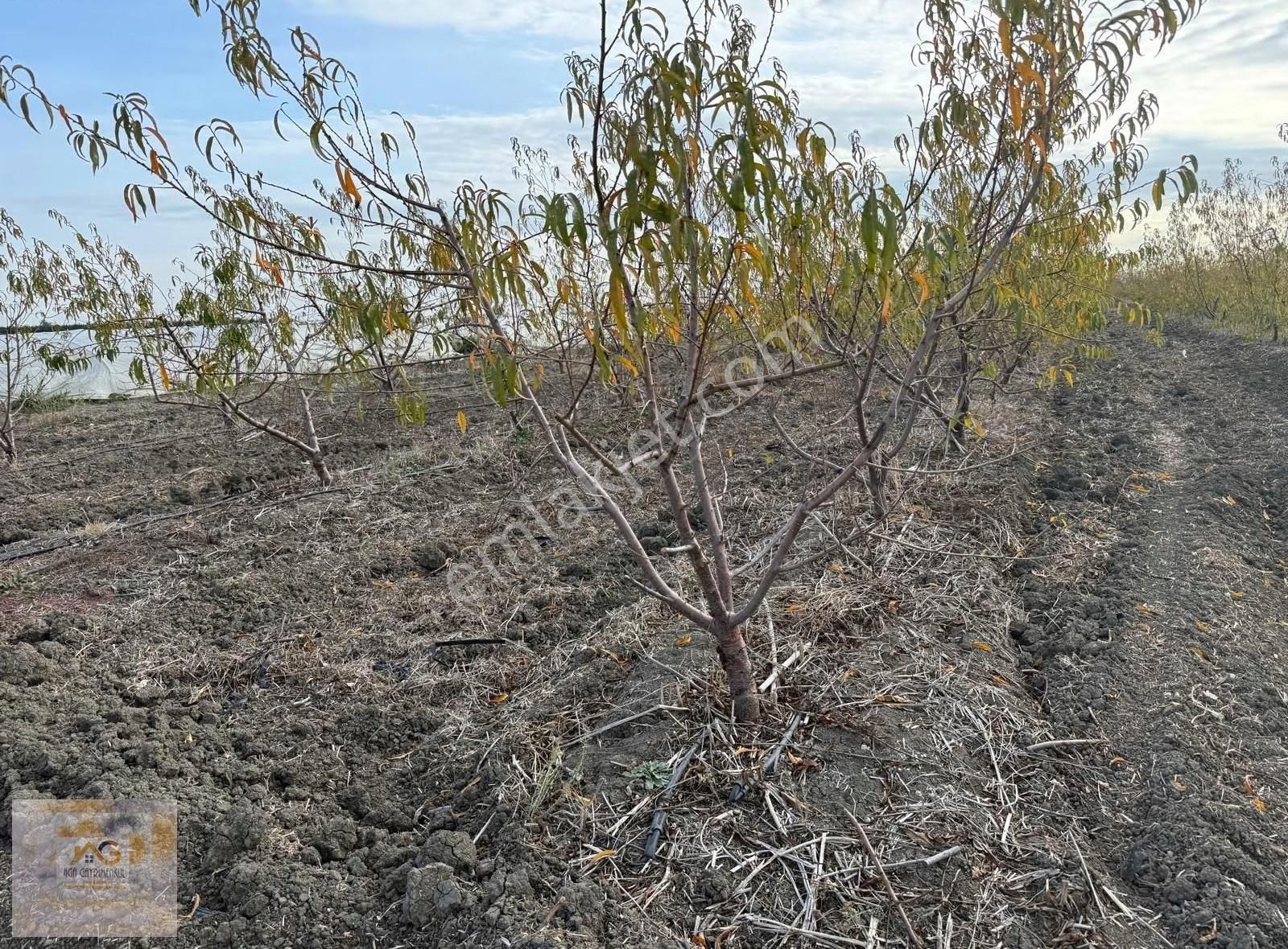 Mersin Tarsus Alifakı Mah.'de Satılık Şeftali Bahçesi - Görsel 7