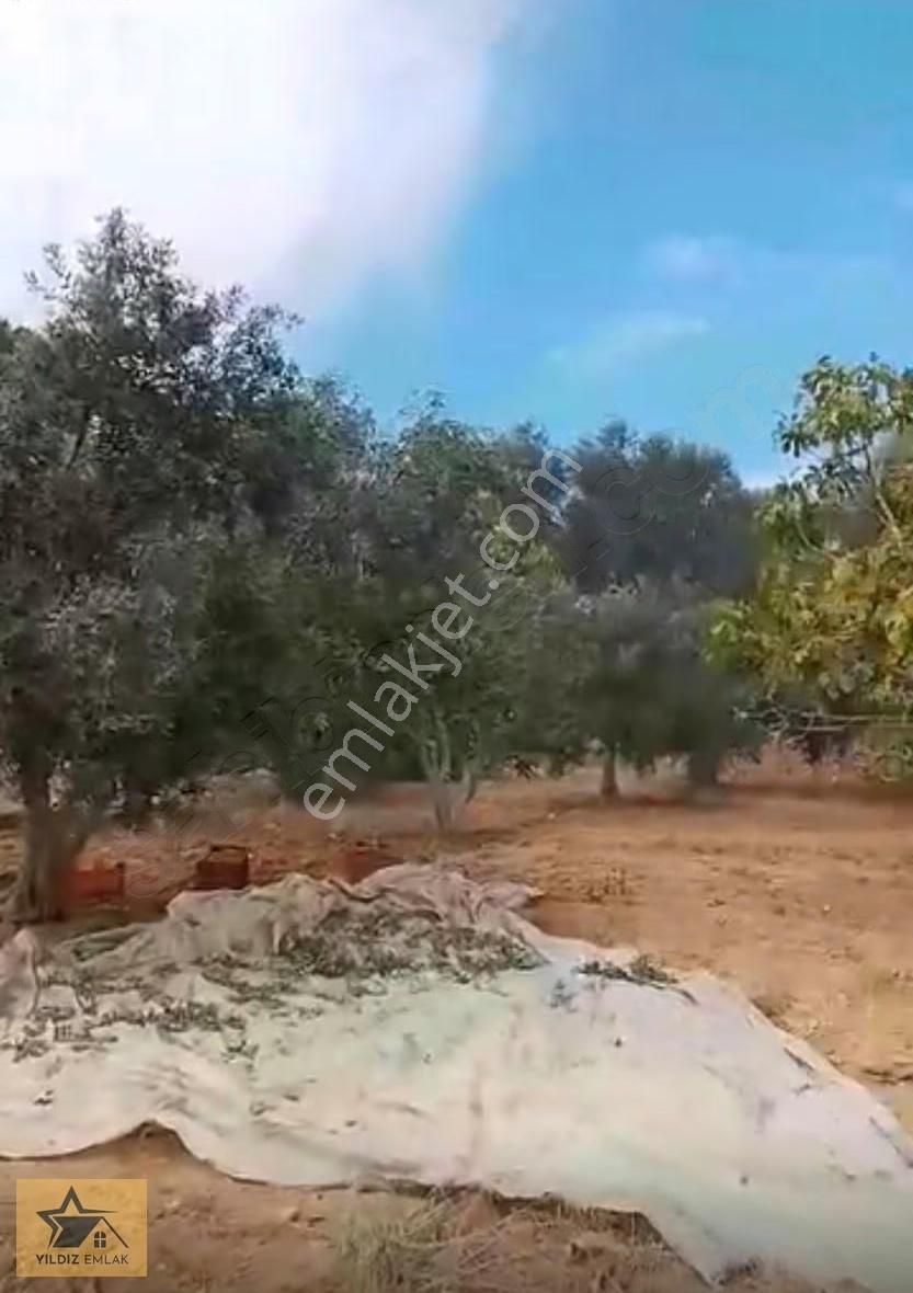 Aydın Bozdoğan Yeşilyenice Anayola Sıfır 4.758 M² Satılık Tarla - Görsel 5