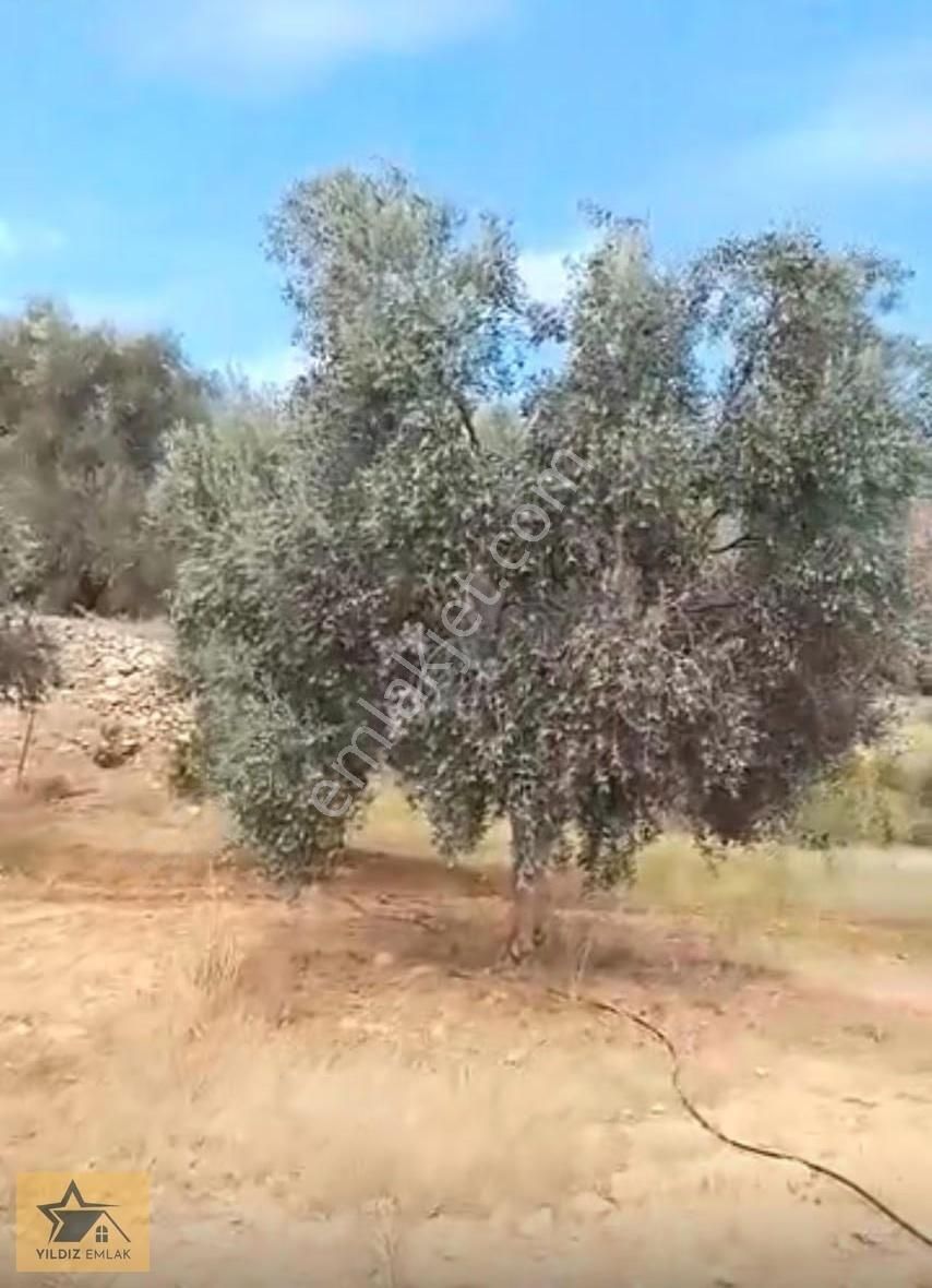Aydın Bozdoğan Yeşilyenice Anayola Sıfır 4.758 M² Satılık Tarla - Görsel 8