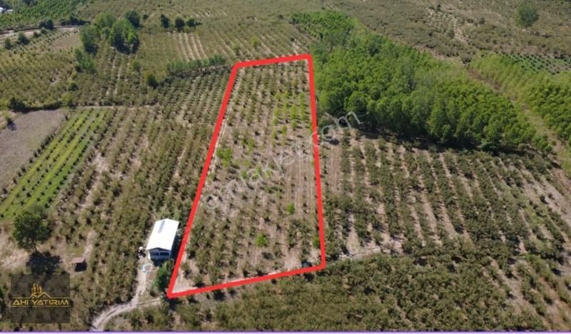 Ahi Group'tan Hendek Kurtköy Mh Satılık Fındık Bahçesi 13.772 M2