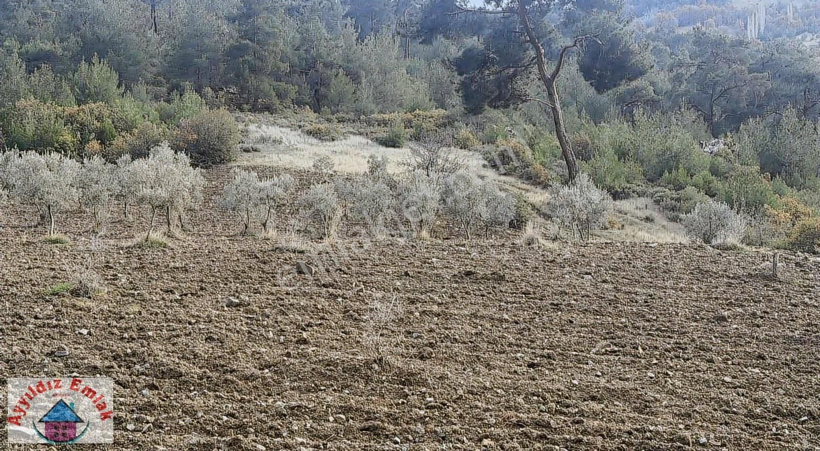 Hampaşa Mahallesinde Satılık Zeytinlik - Görsel 8