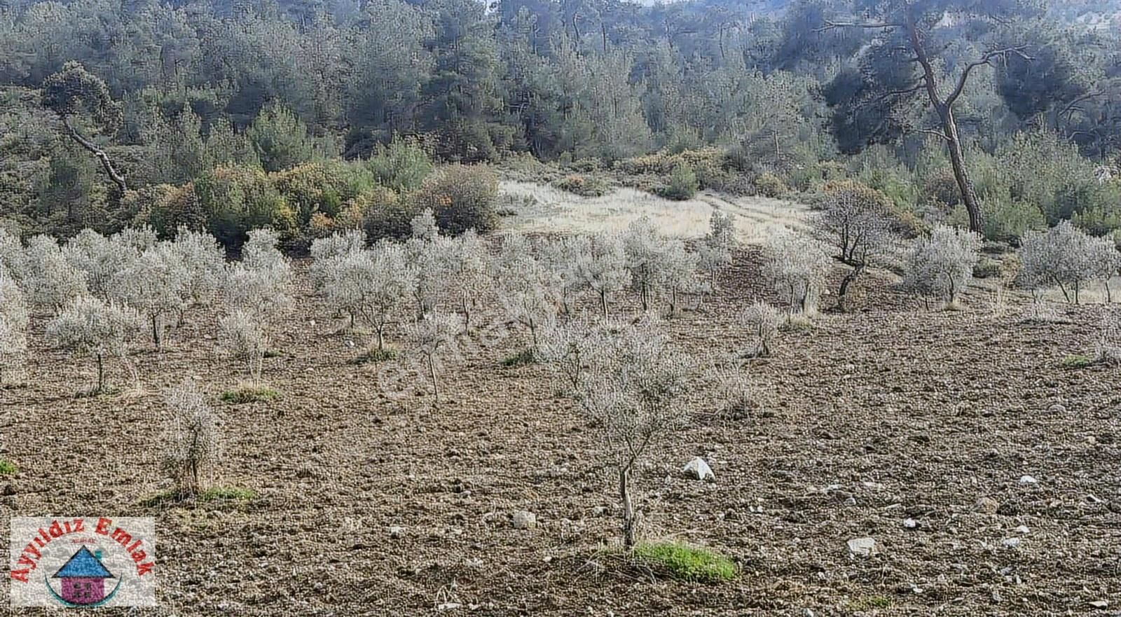 Hampaşa Mahallesinde Satılık Zeytinlik - Görsel 12