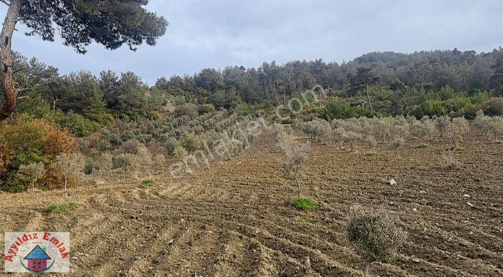 Hampaşa Mahallesinde Satılık Zeytinlik - Görsel 4