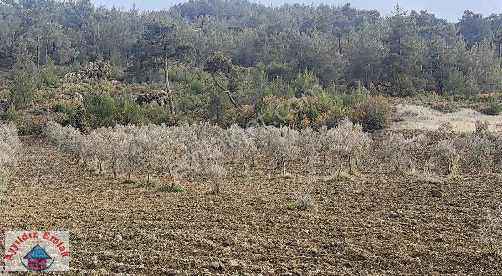 Hampaşa Mahallesinde Satılık Zeytinlik - Görsel 11