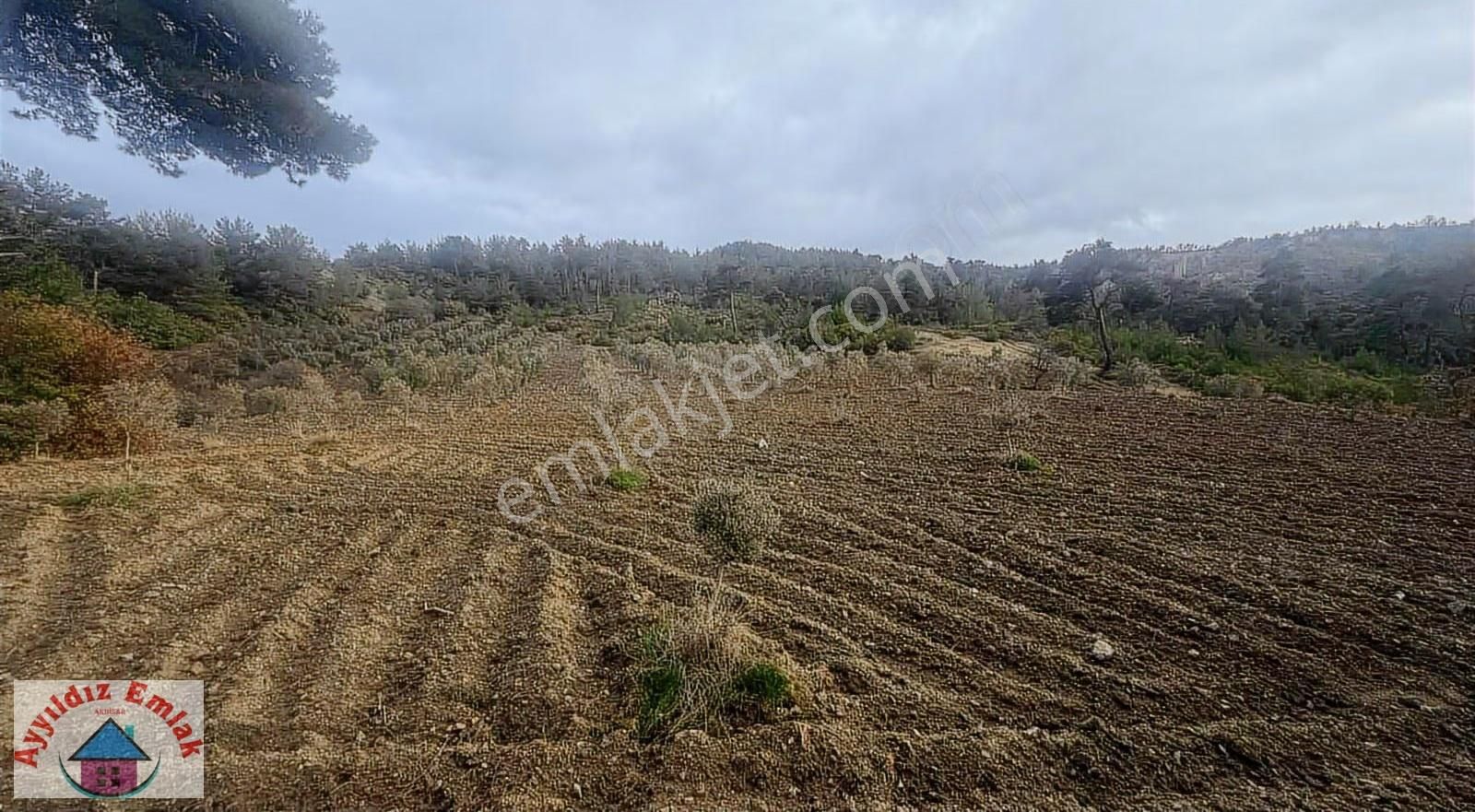 Hampaşa Mahallesinde Satılık Zeytinlik - Görsel 9