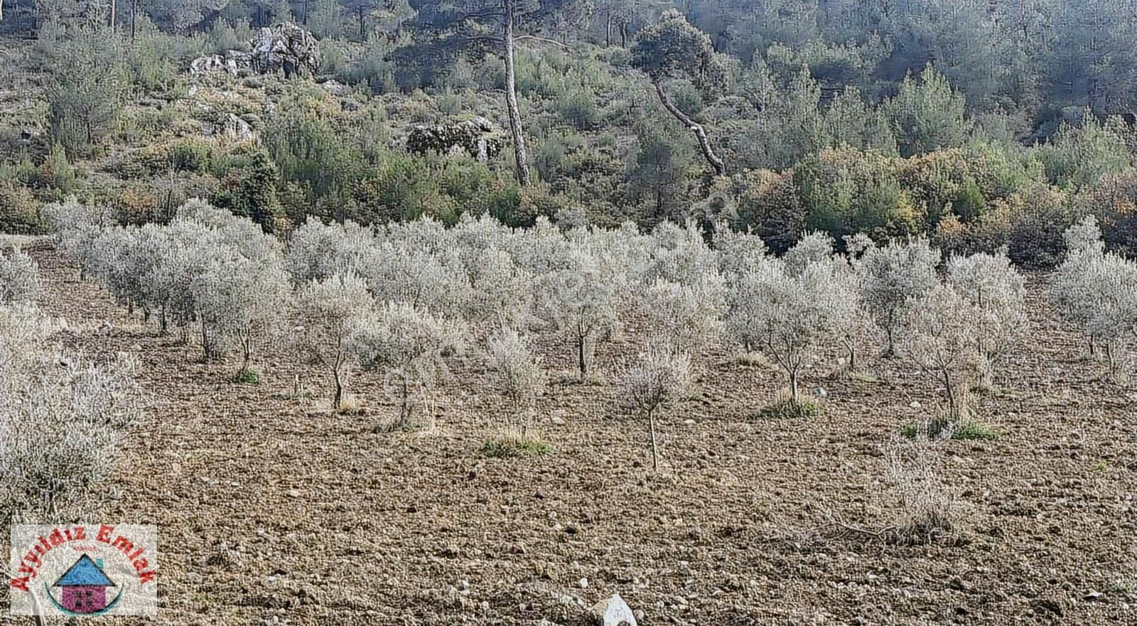 Hampaşa Mahallesinde Satılık Zeytinlik - Görsel 10