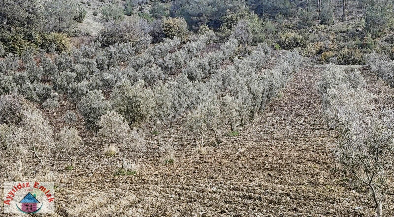 Hampaşa Mahallesinde Satılık Zeytinlik - Görsel 5