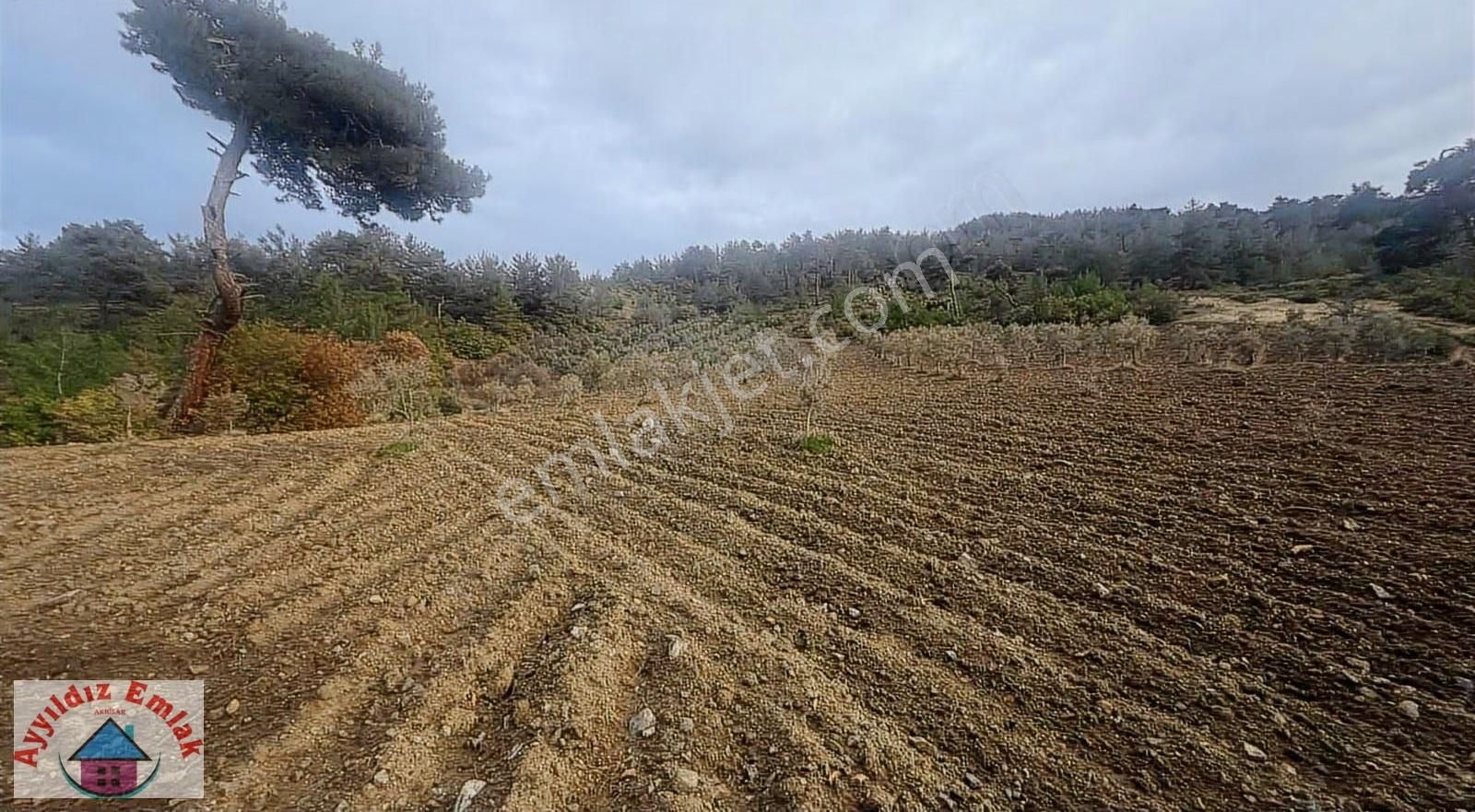 Hampaşa Mahallesinde Satılık Zeytinlik - Görsel 2