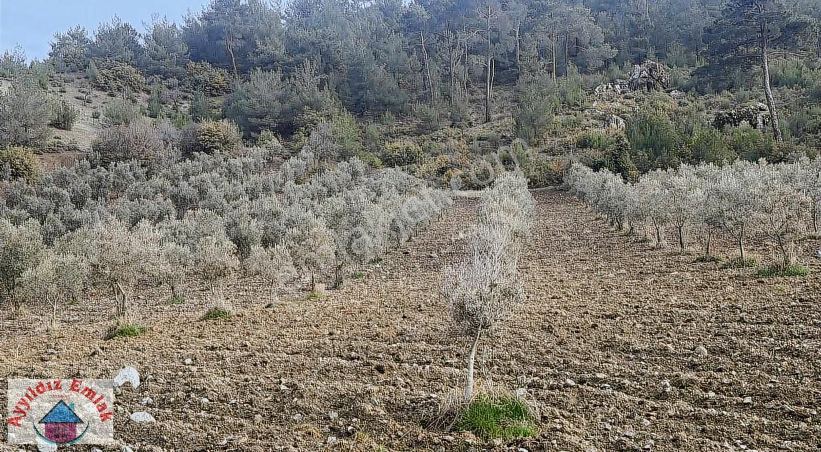 Hampaşa Mahallesinde Satılık Zeytinlik - Görsel 6