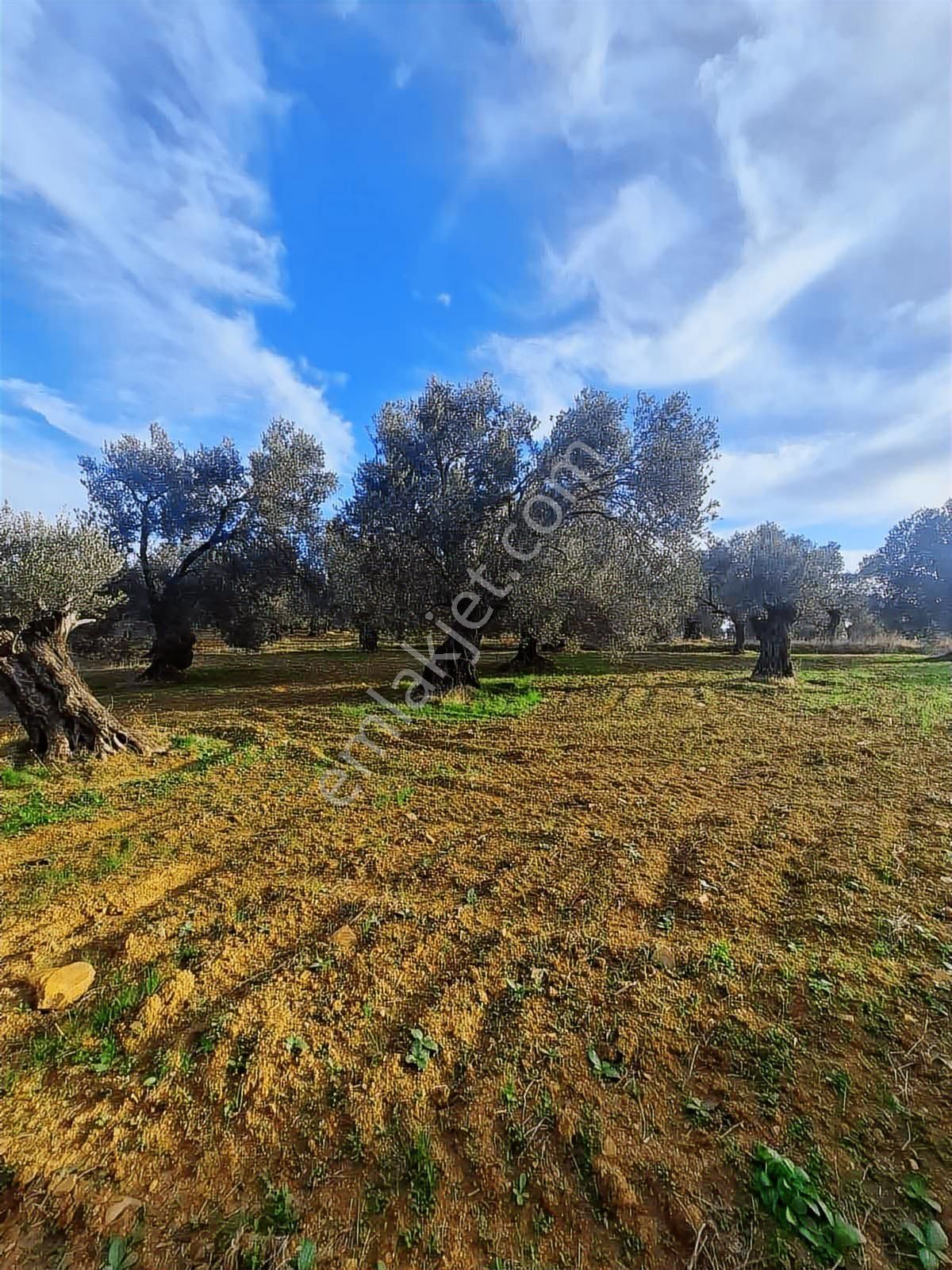 Satılık Zeytinlik - Görsel 9