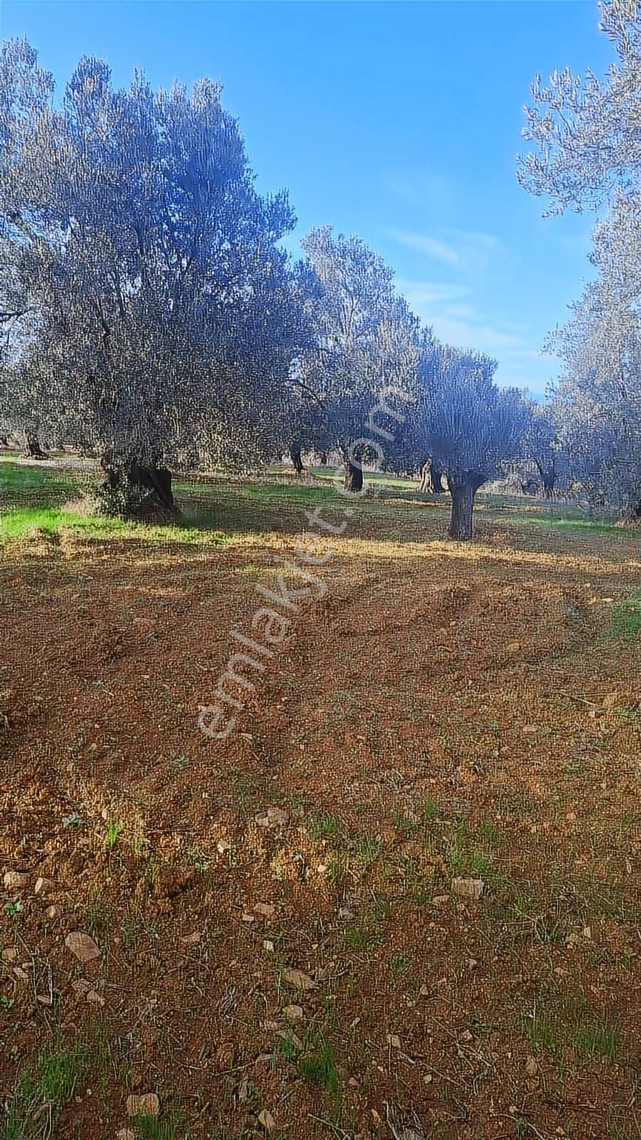 Satılık Zeytinlik - Görsel 8