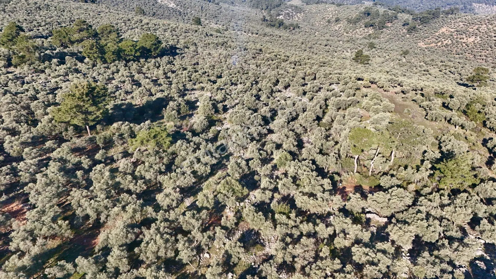Muğla Milas Pınarcık'ta Zeytinlik - Görsel 4